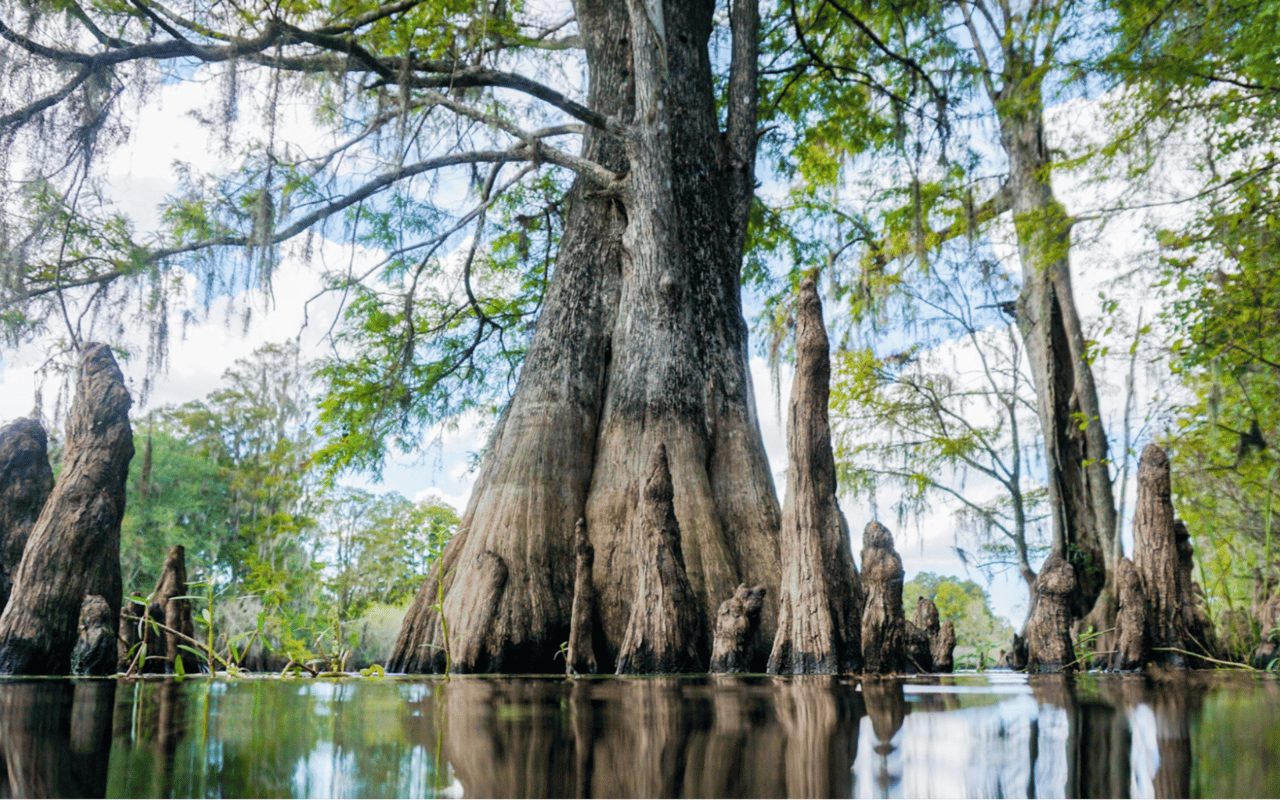 Top Outdoor Activities in Tampa, FL