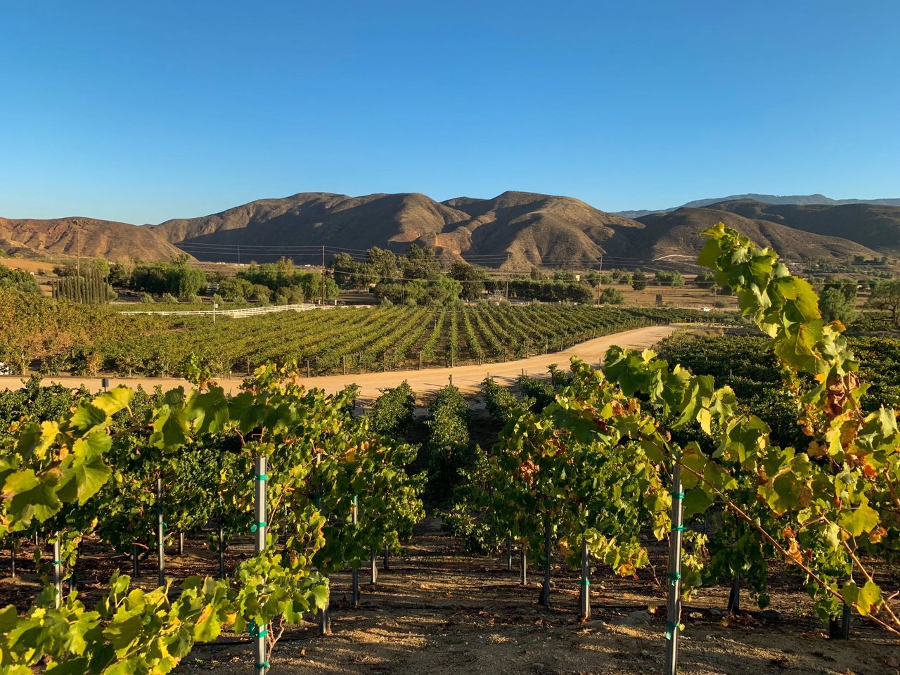 Wine Country