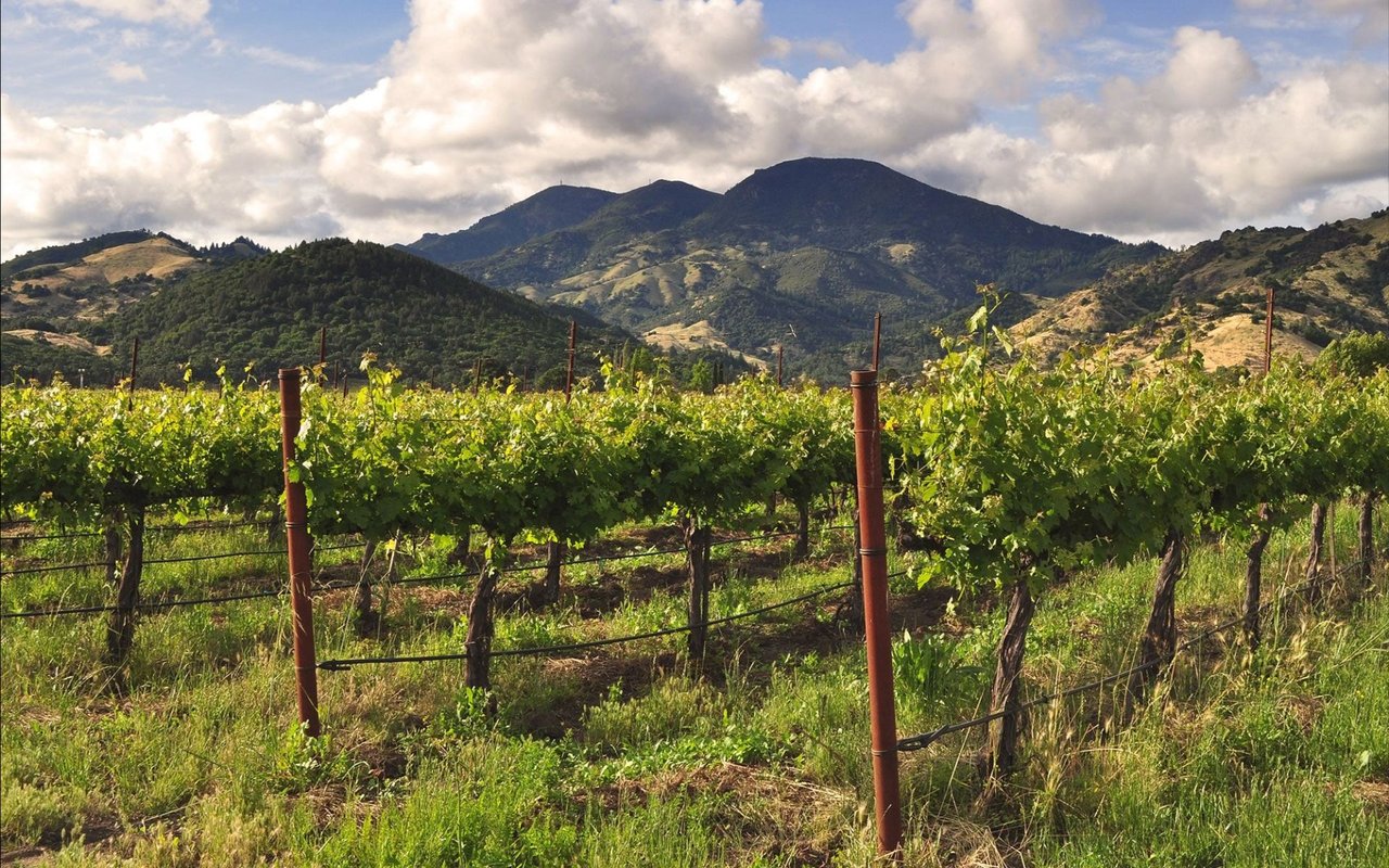 Vineyard rows stretch toward forested mountains under a partly cloudy sky.