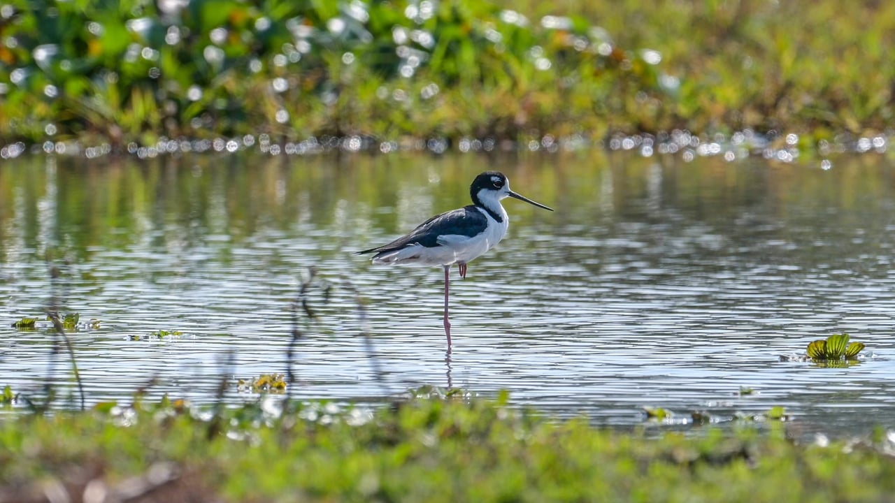 243 Hectares - Large Acreage - Costa Rica Investment Land. 