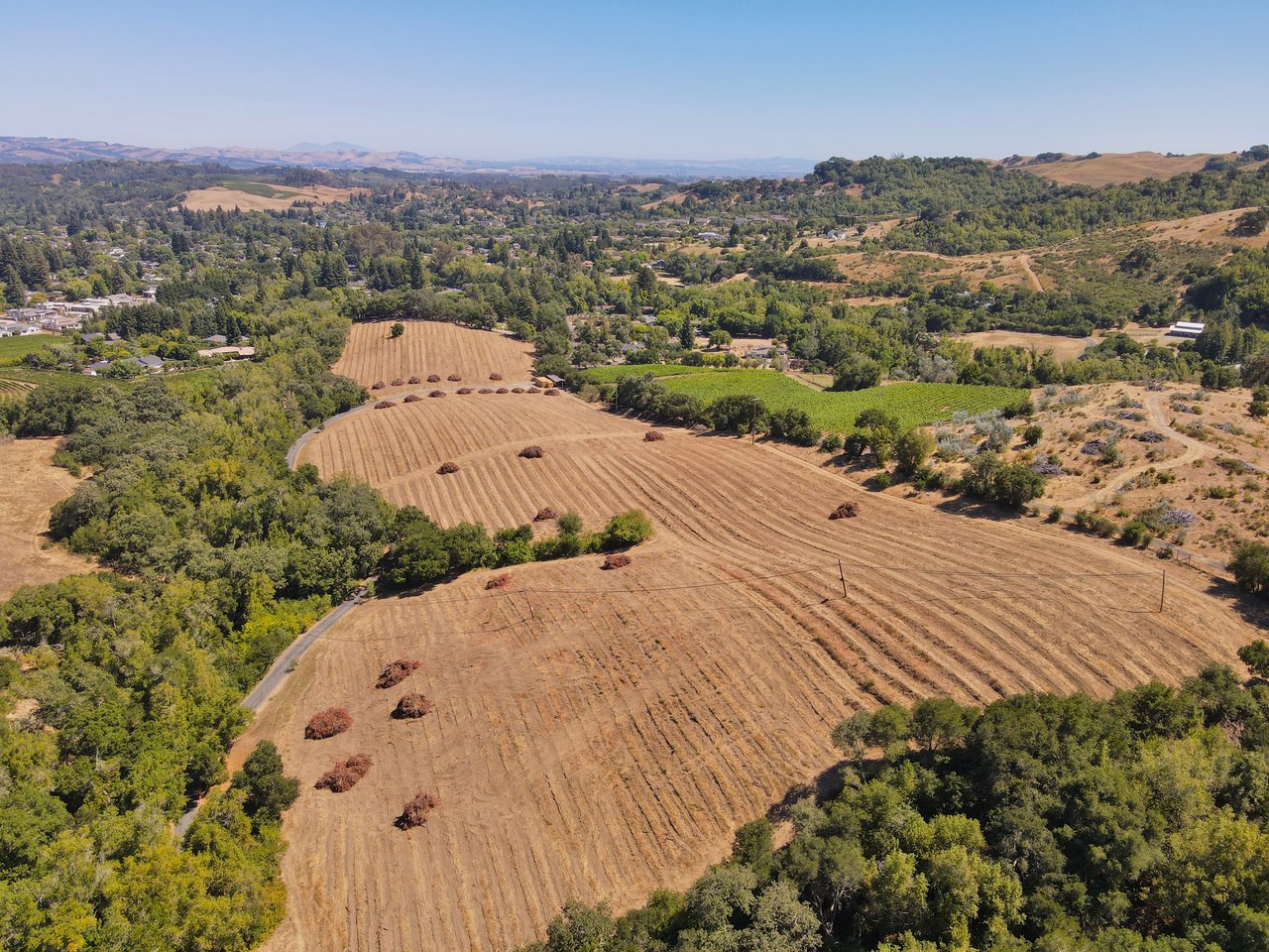 Tambor Vineyard Estate