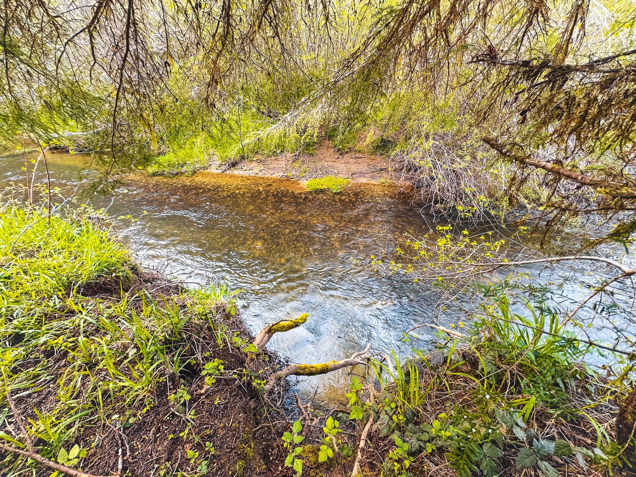 Nelson Mountain Meadows