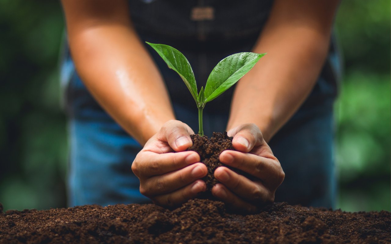 Plant a Tree, Boost Your Home Value