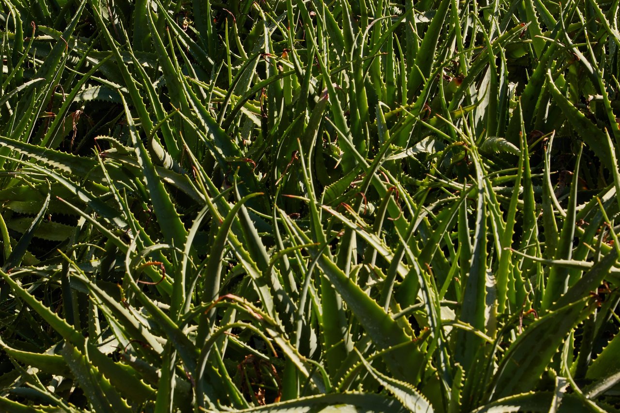 Dense patch of green aloe plants with long pointed leaves in bright sun
