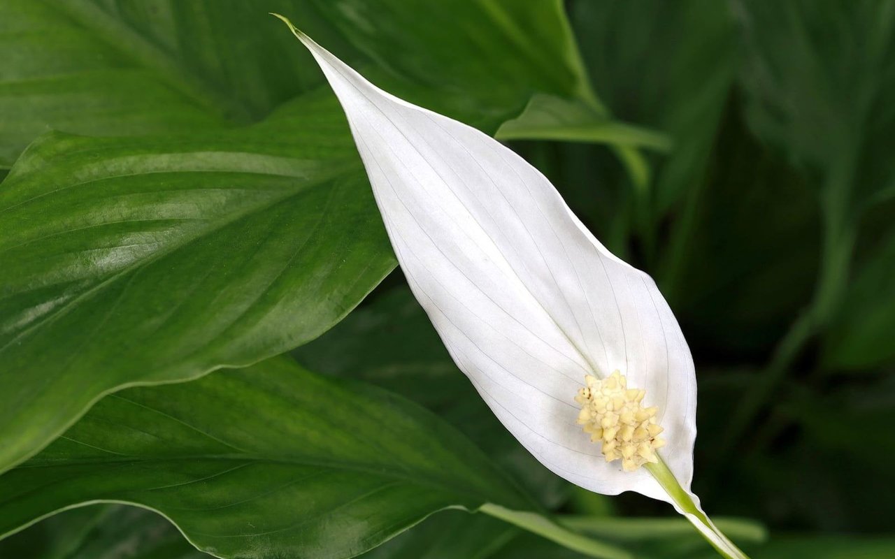 4 Hard-To-Kill Houseplants