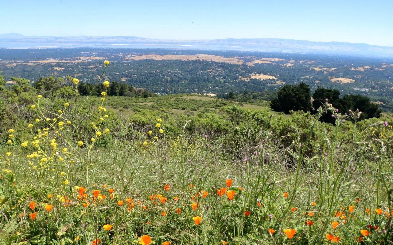 Mount Carmel Borough