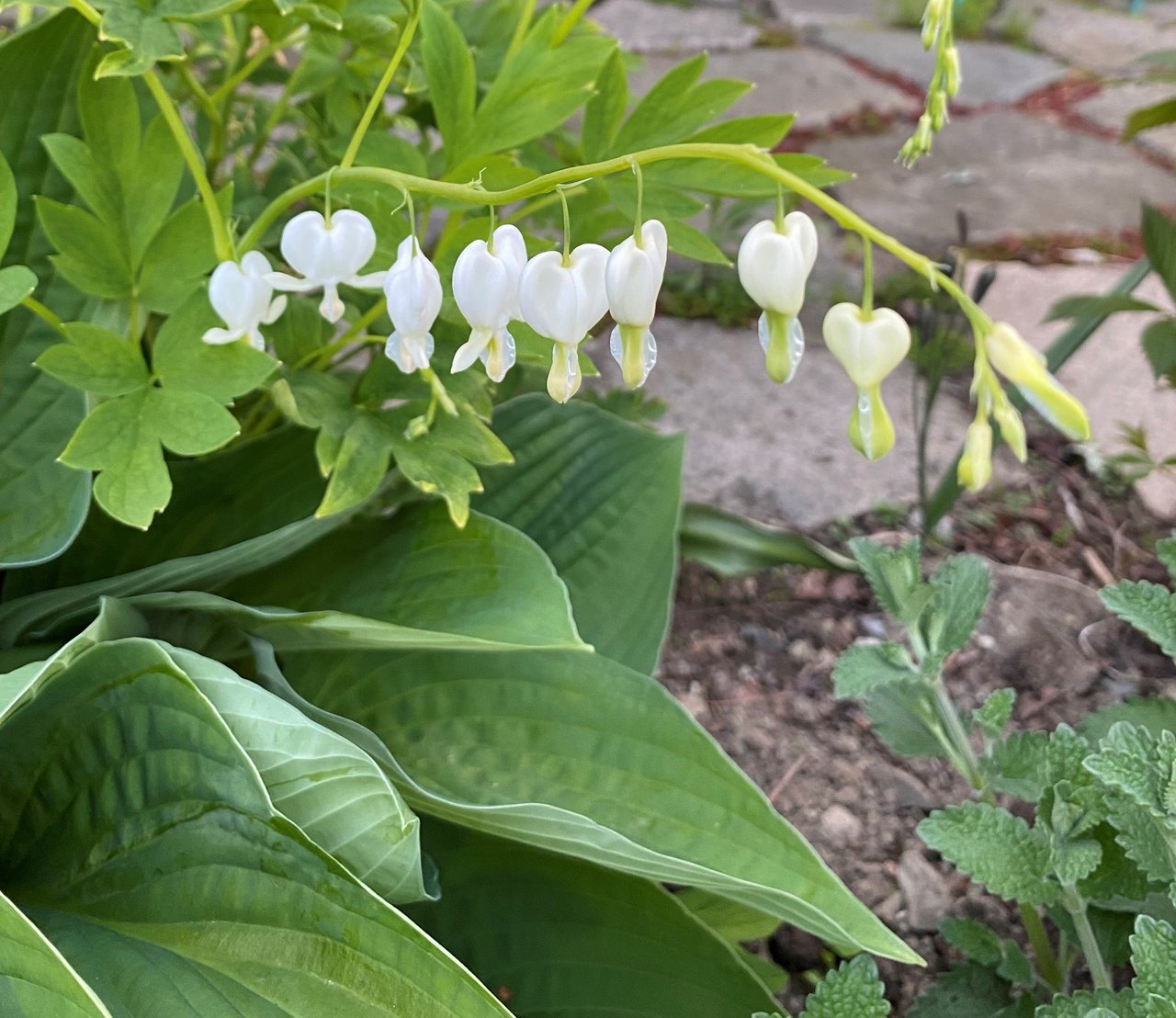 Beyond Hosta – Five Great Plants for the Shade