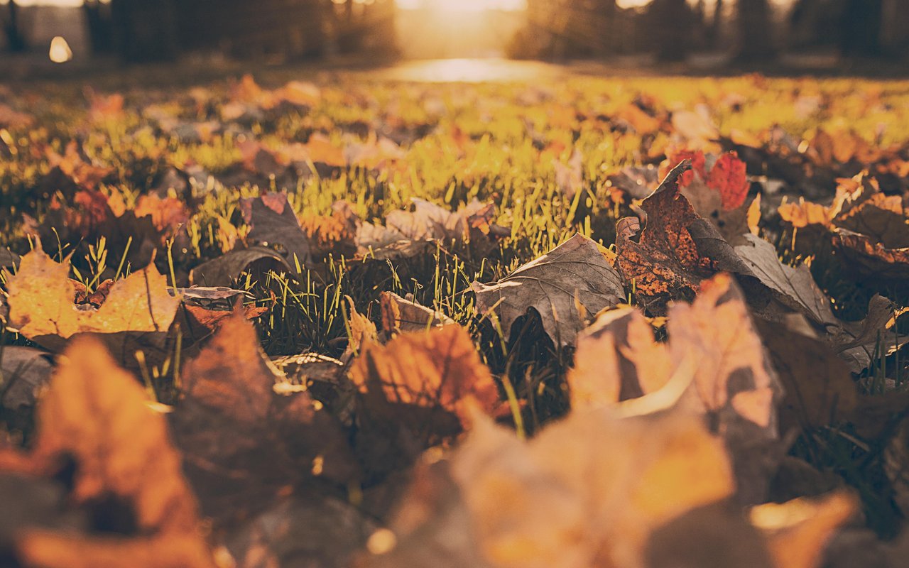November Festival Guide 2018