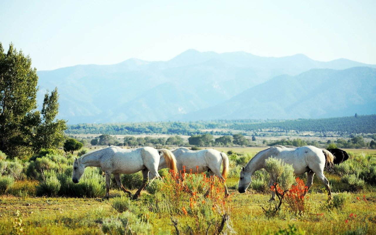 Have You Picked the Right Colorado Hunting Ranch Broker to List Your Premier Hunting Ranch?