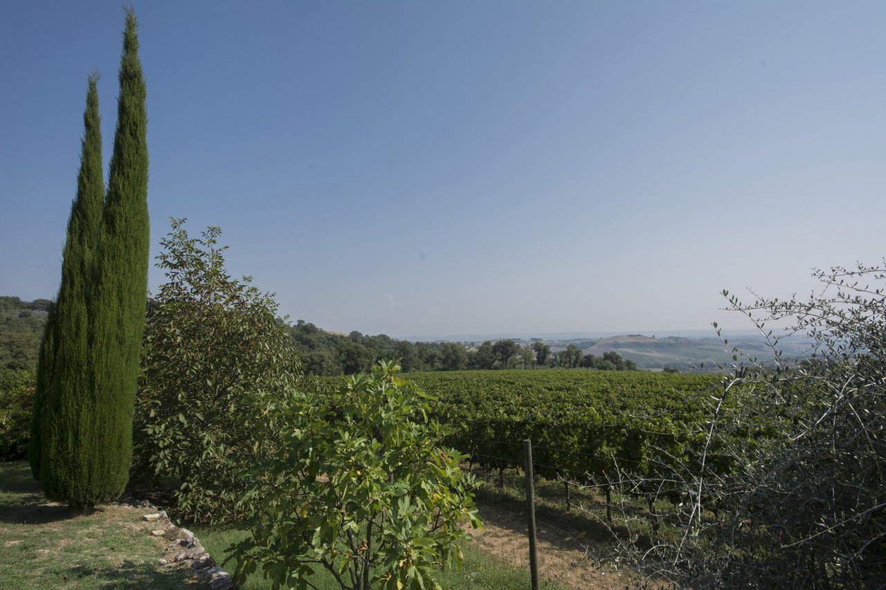 Exclusive Organic Winery for Sale in Siena