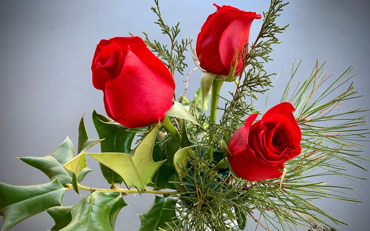 Fa La La La Foraging: Garden Journal 12/24/19