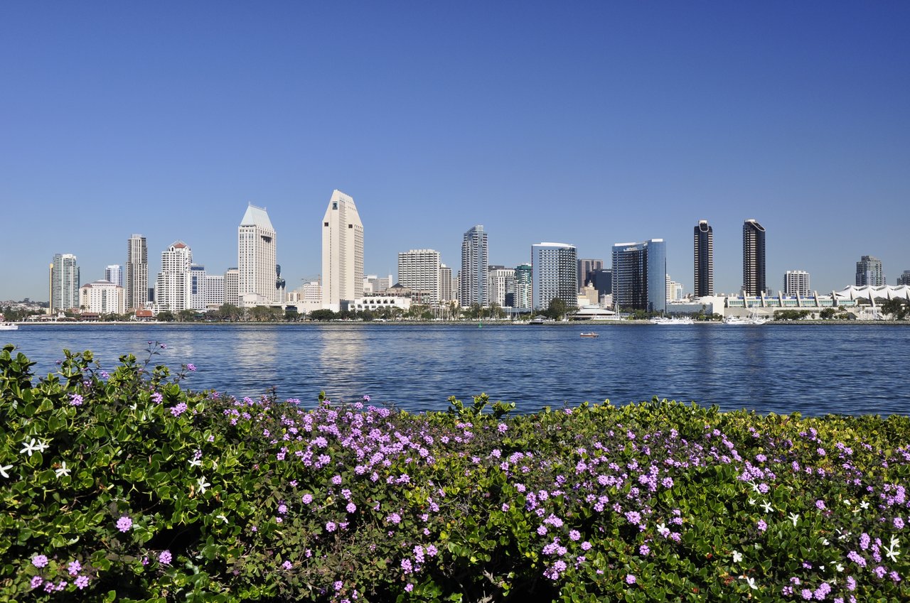 Downtown San Diego skyline across the water, framed by purple flowers.