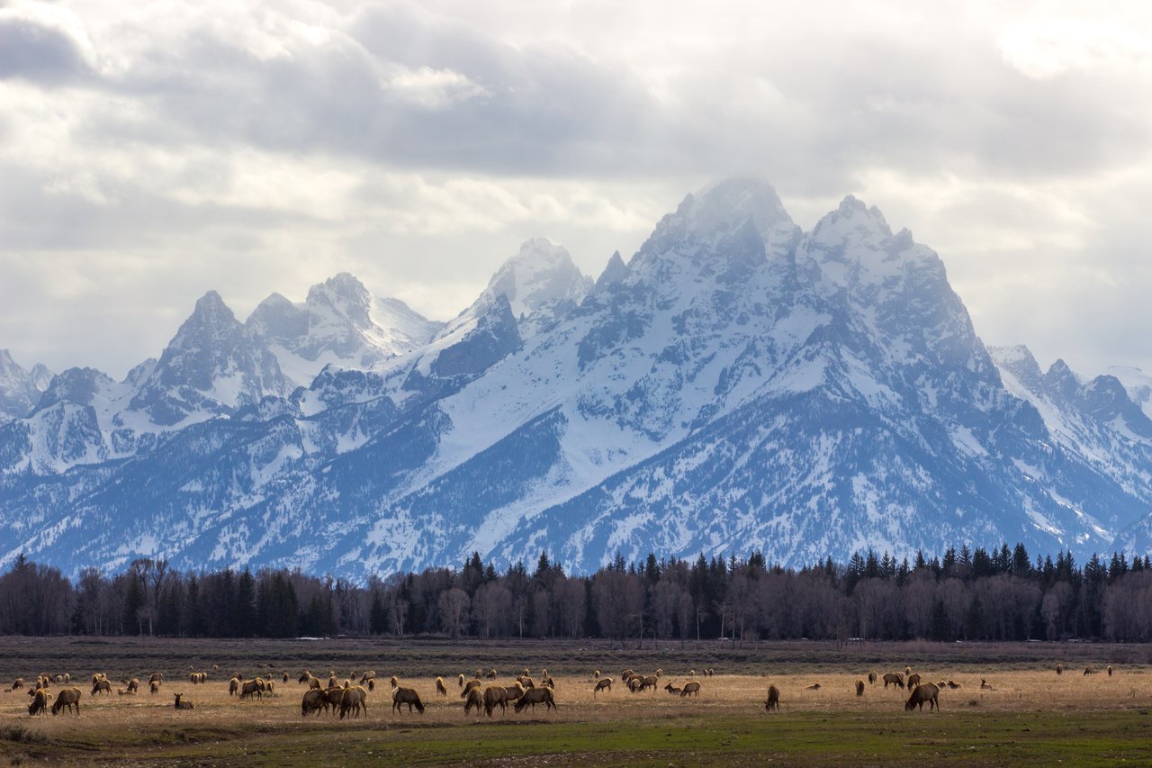 Spring in the Tetons: A Guide to Wildlife Safety for Homeowners & Visitors