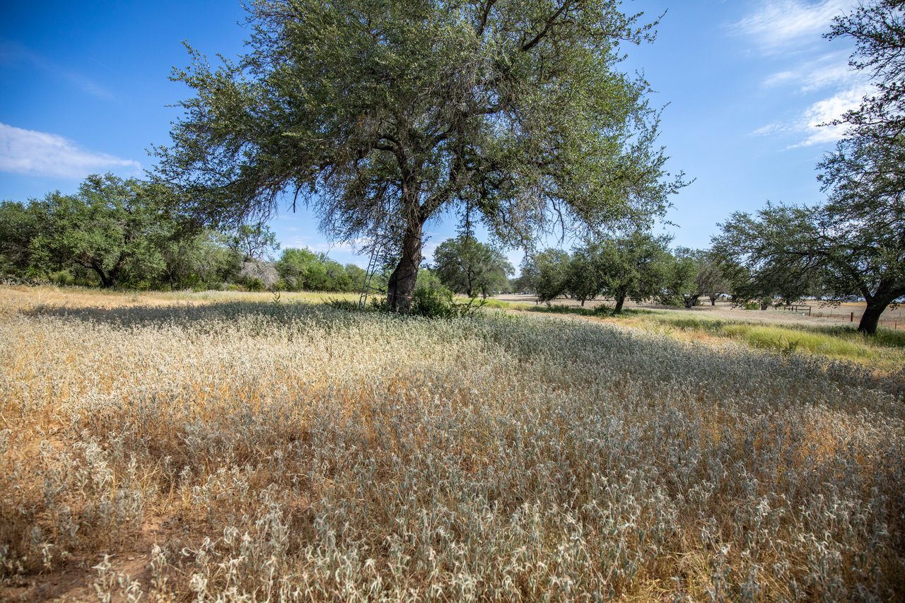 Oaks, Wildlife, & the Quiet of the Countryside | 26.99± Acres | Poteet, TX