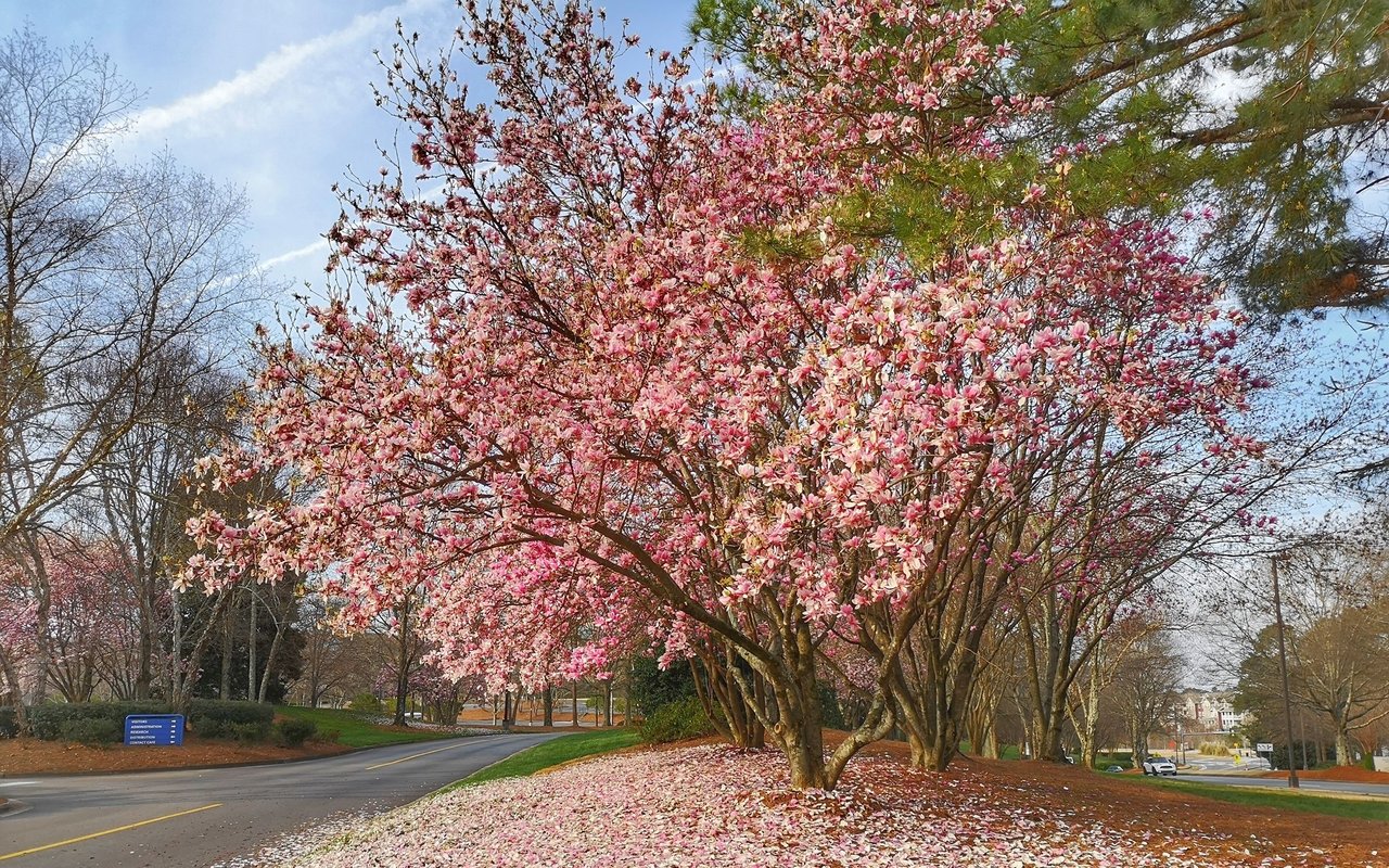 Johns Creek