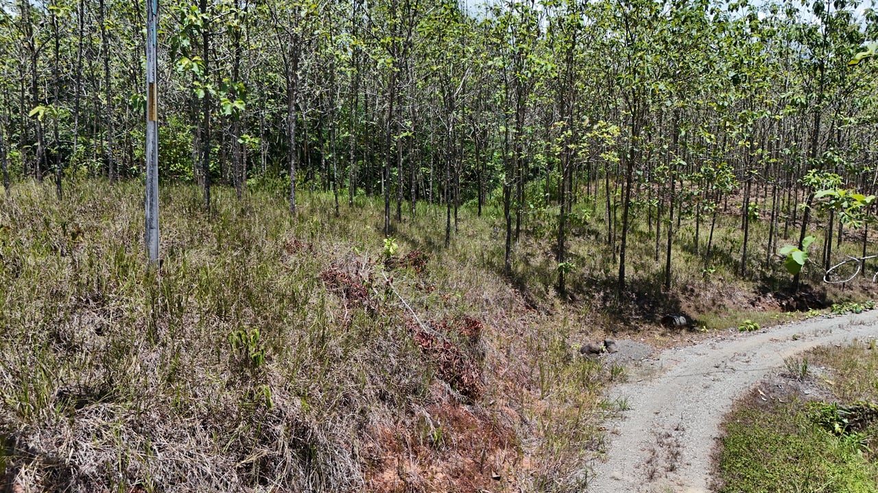 Prime 1.24-Acre Land in Matapalo / San Andrés – Ready to Build