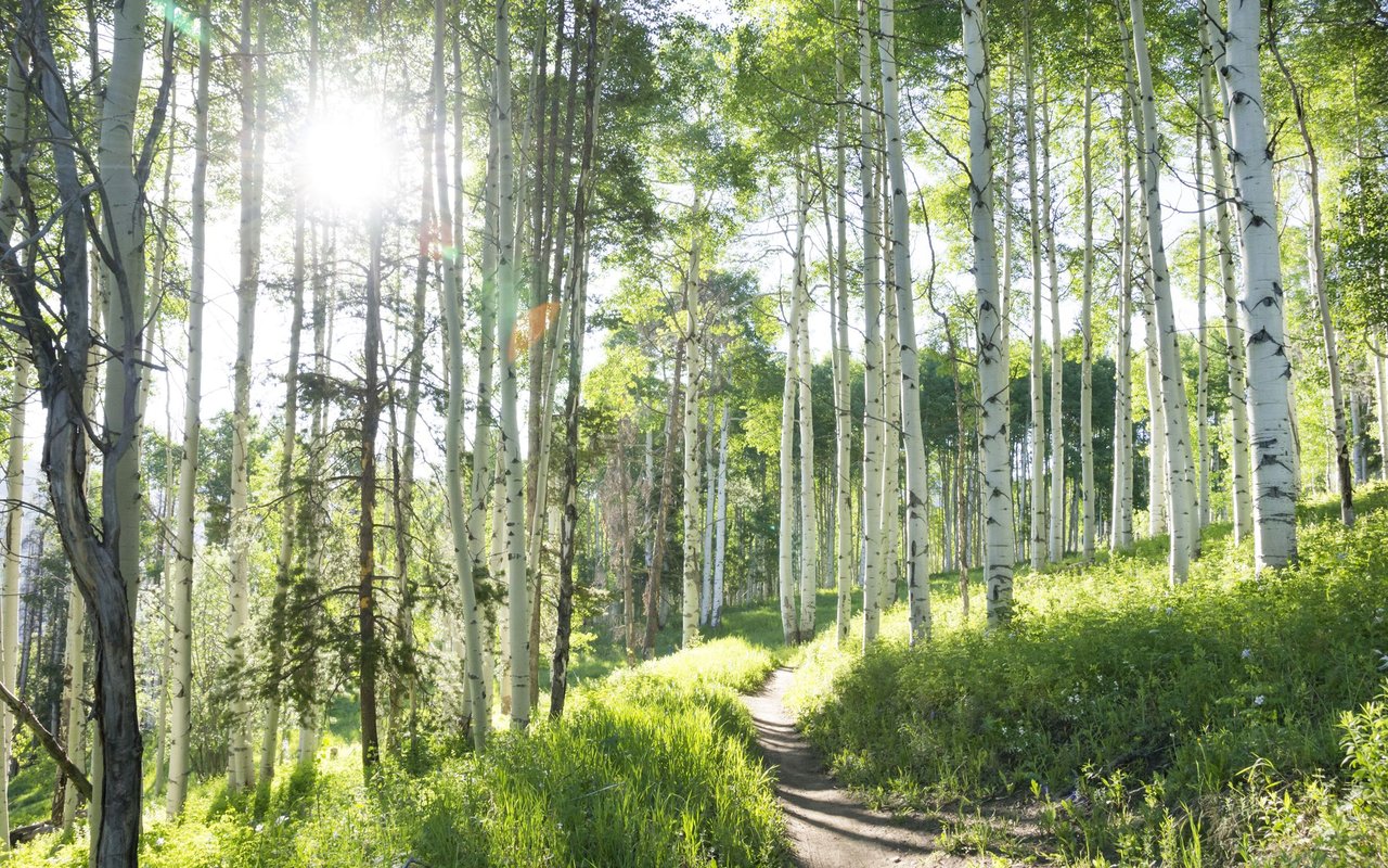 A sunlit trail winds through a green grove of white-barked aspen trees.
