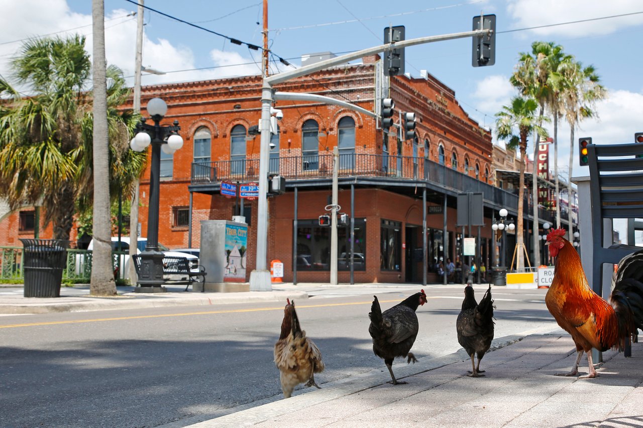 Protected chickens roaming the streets of Ybor City Florida