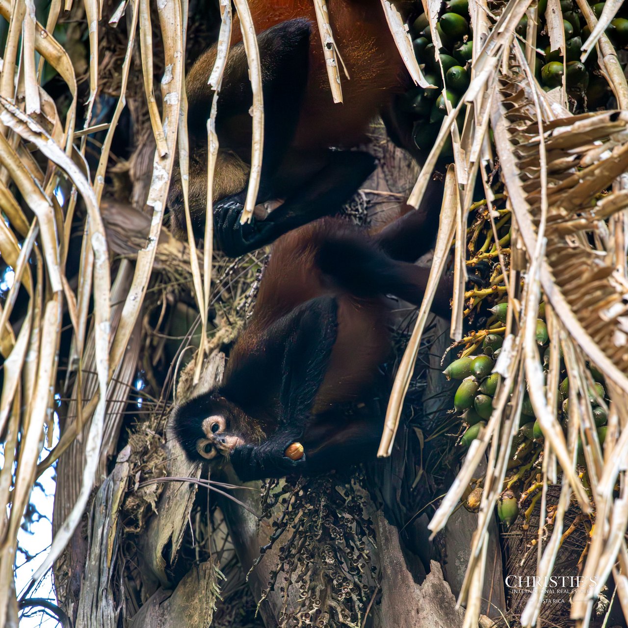 Jungle Islands — Los Mogos