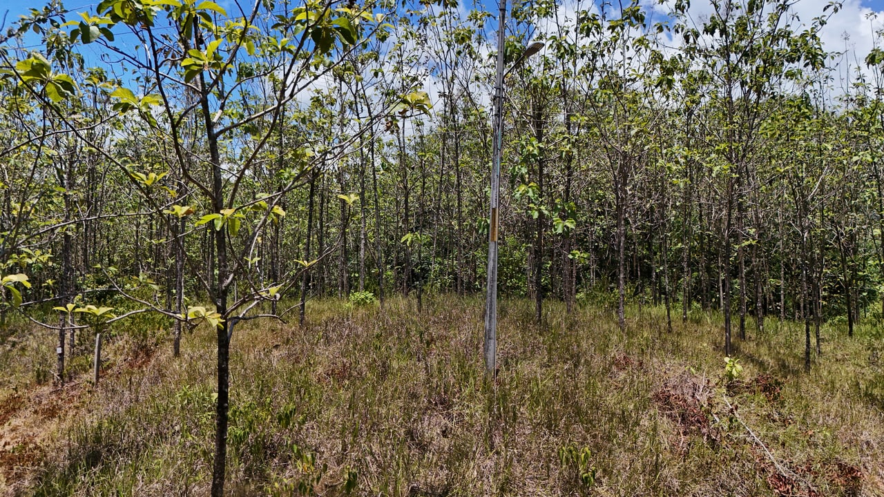 Prime 1.24-Acre Land in Matapalo / San Andrés – Ready to Build