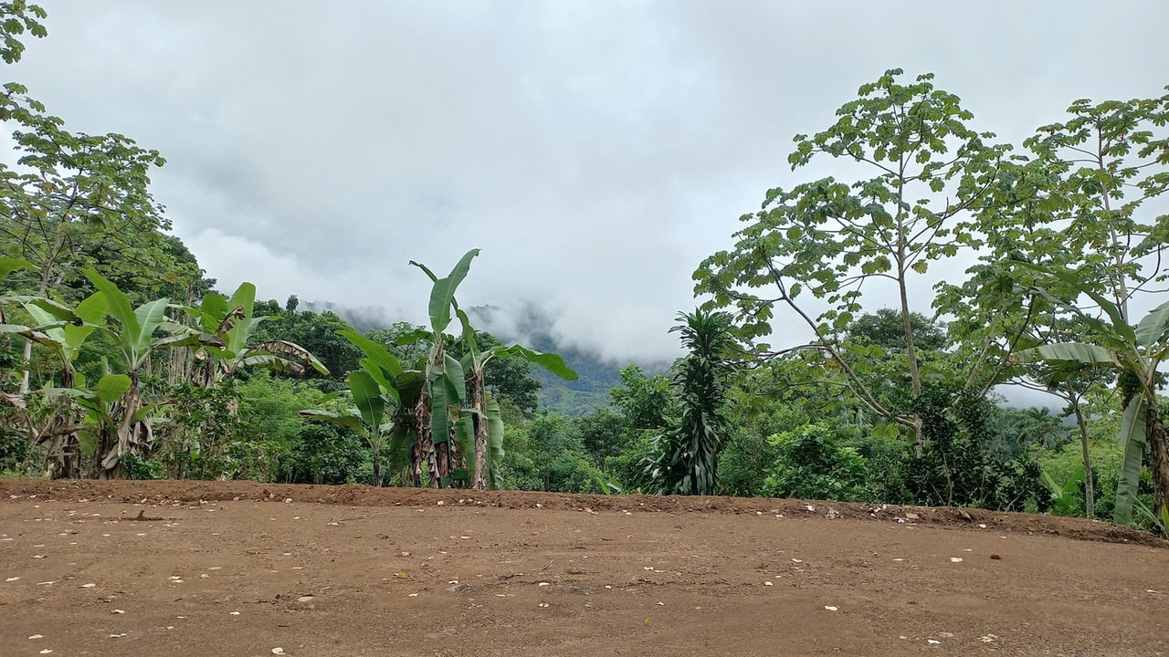 Mountain View Land with Several Building Sites and Mature Fruit Trees