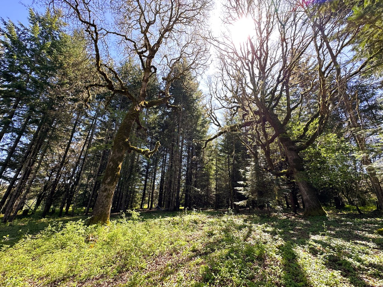 Panther Creek Homestead