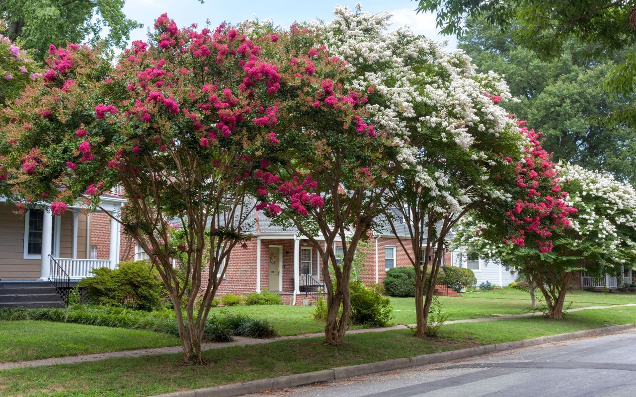 Ivy Albemarle County