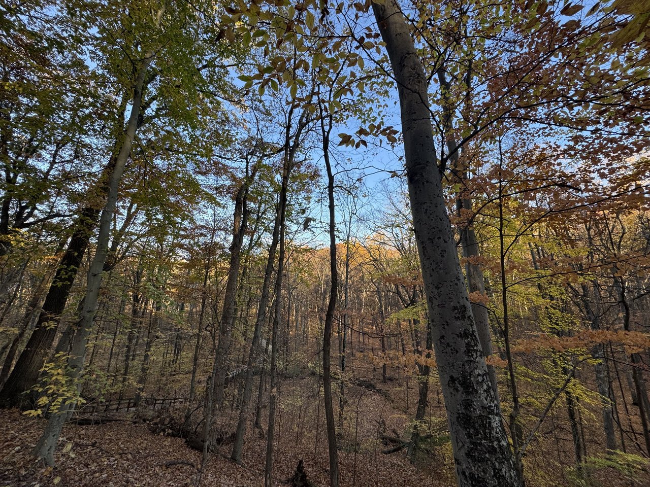 Things to Do in Columbus: November 2024 Events