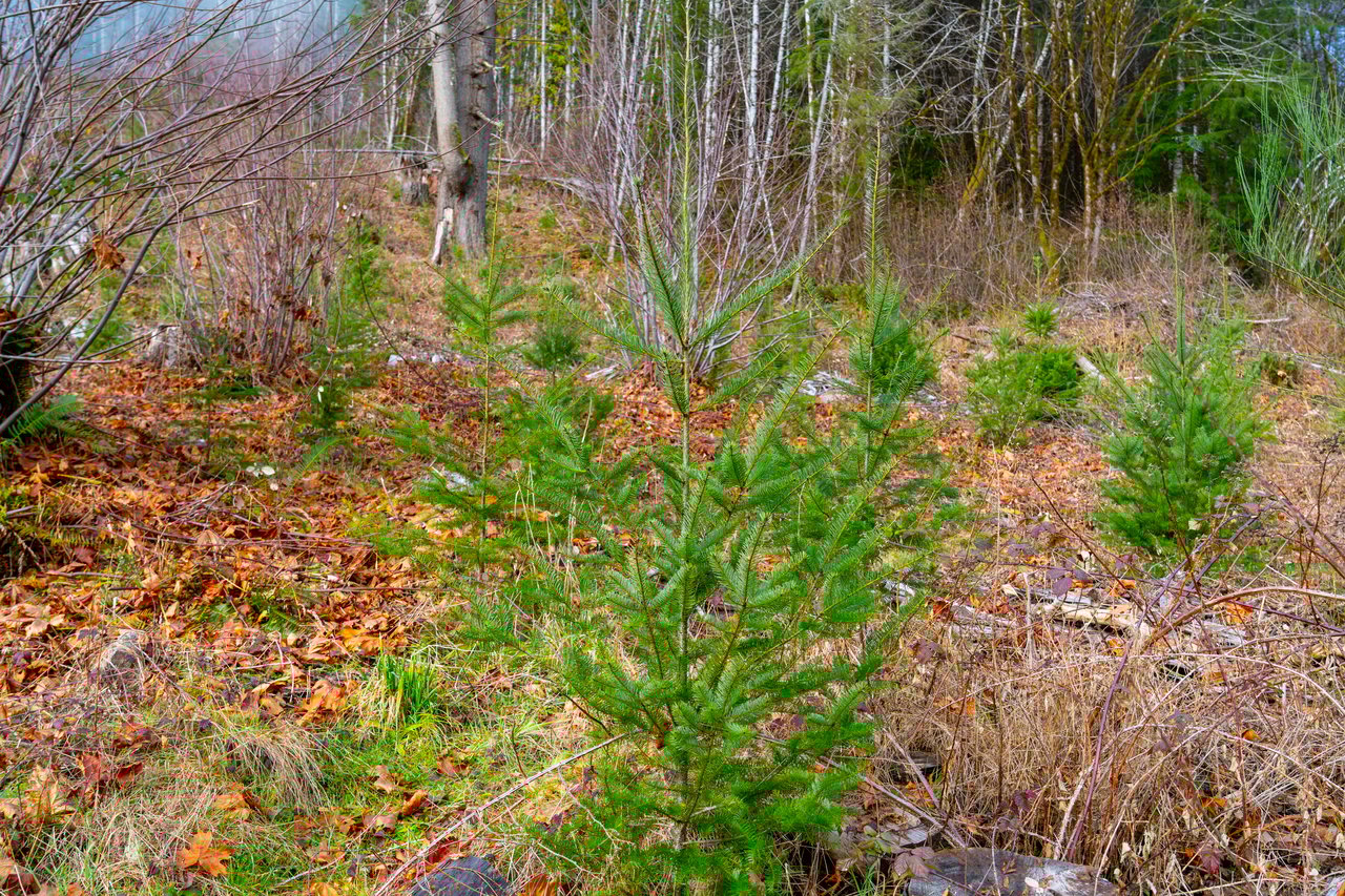 Waite Creek Woodlands