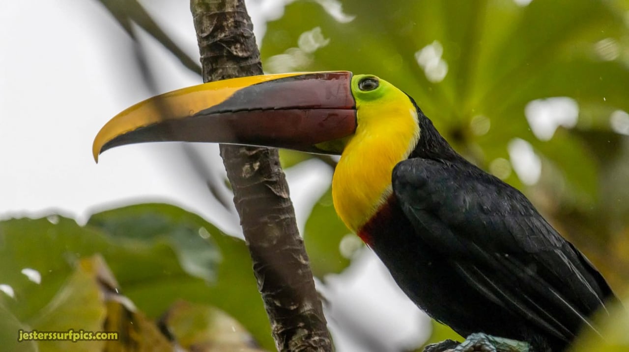 Valley of Dreams - A Beautiful Multi-Use Property Near Cacao Ridge, 10.85 Acres at a Phenomenal Price!