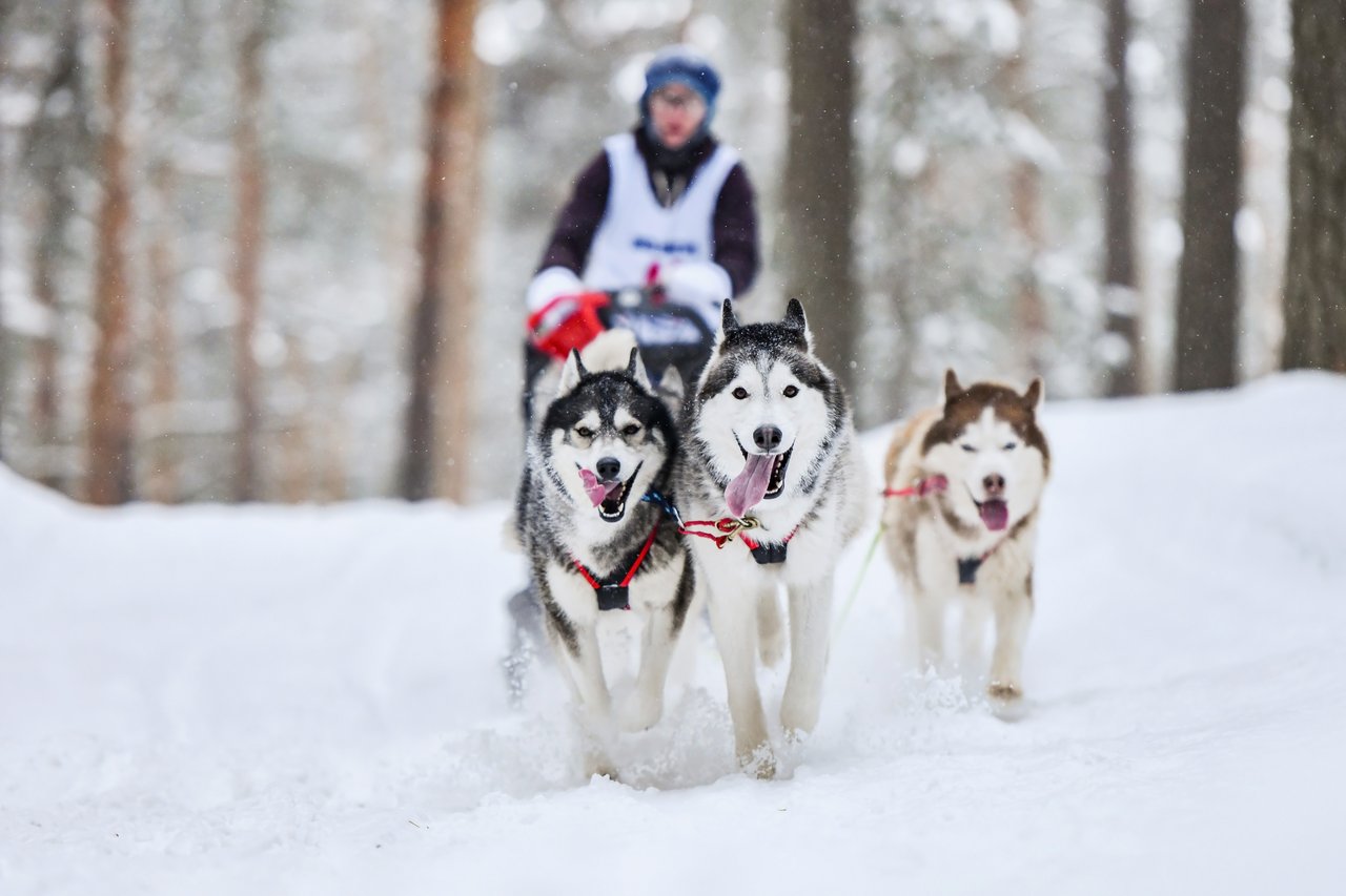 A team of sled dogs racing through snowy Jackson Hole during the 2025 Pedigree Stage Stop Sled Dog Race, with a musher guiding them through the scenic winter landscape.