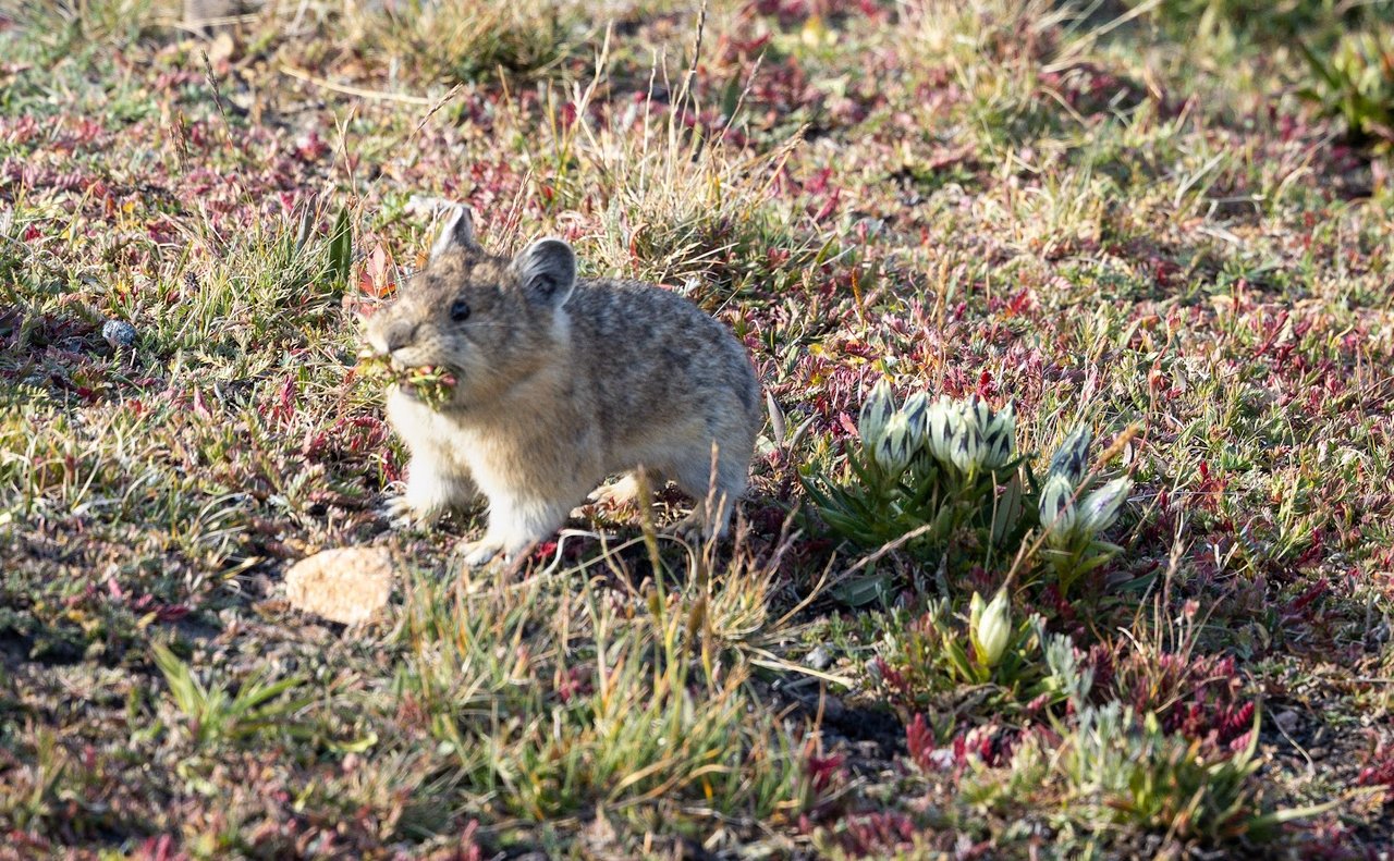 Where the Road Meets the Sky: Driving Trail Ridge Road