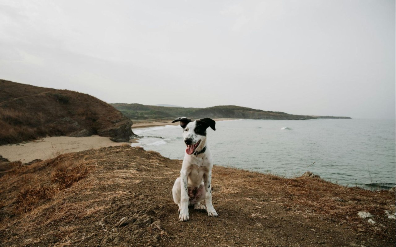A Dog Owner's Guide to Carmel: The Most Pet-Friendly Town in California