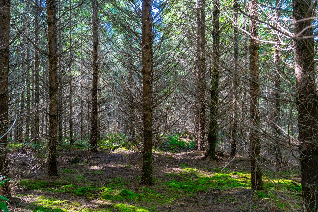 Marion Woods - Auction