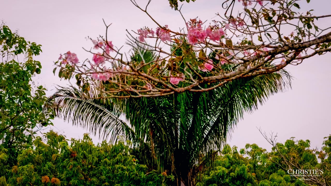 Blossom Hill Parcel in Santa Teresa