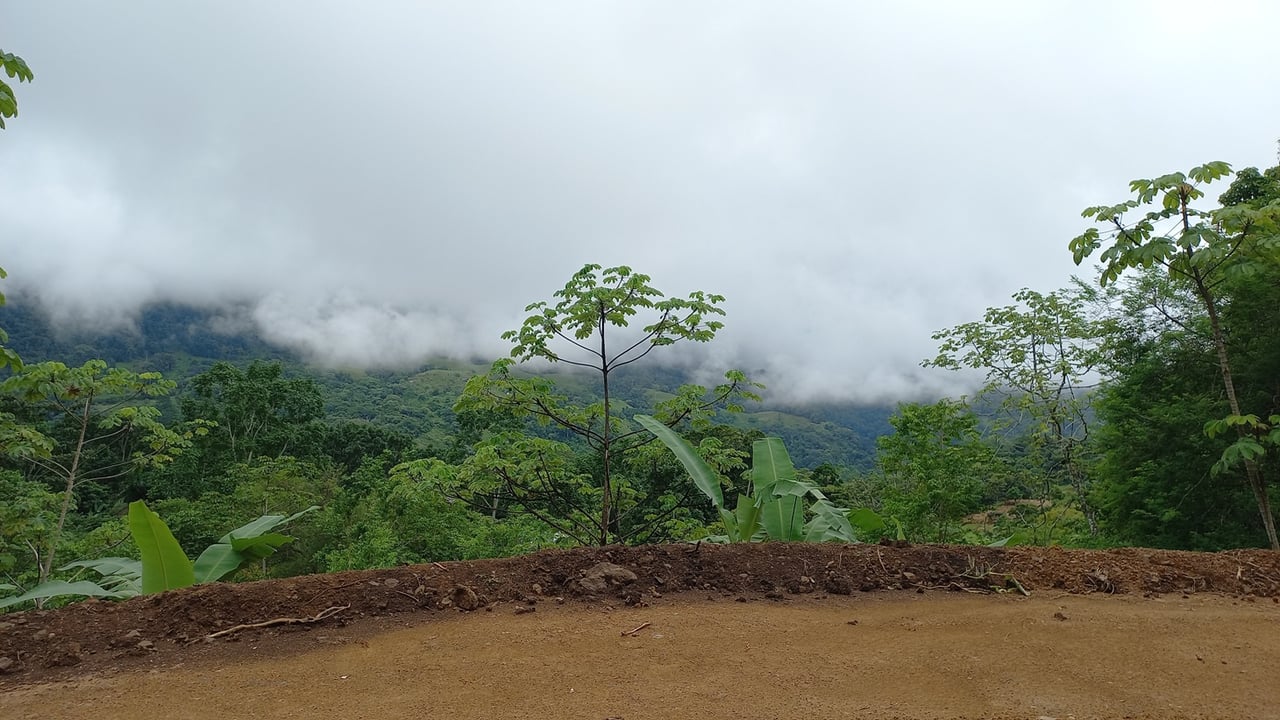 Mountain View Land with Several Building Sites and Mature Fruit Trees