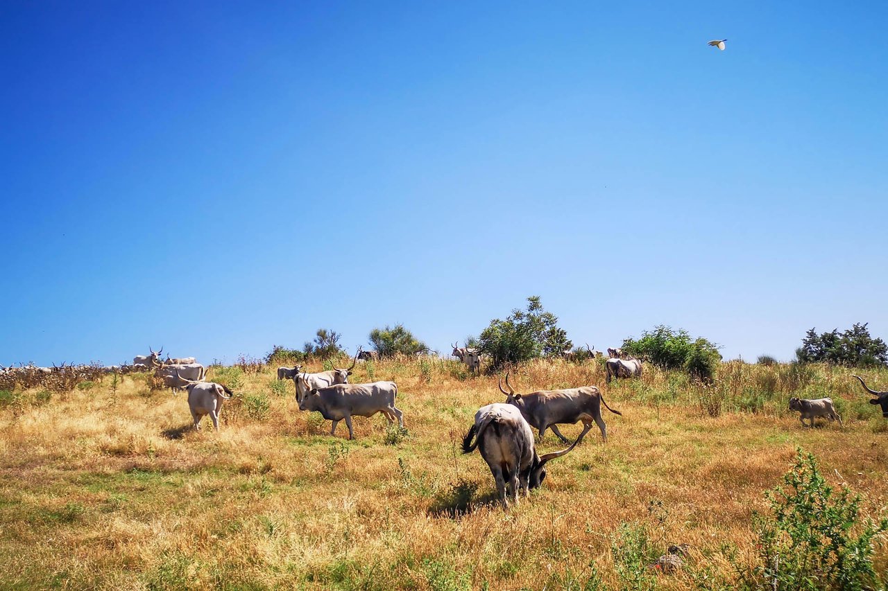 Hunting Reserve - Capalbio