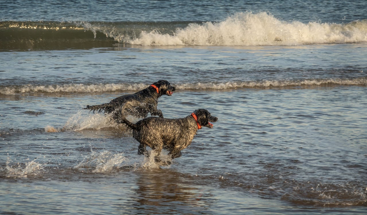 Two black dogs with orange collars run through shallow surf at the beach.