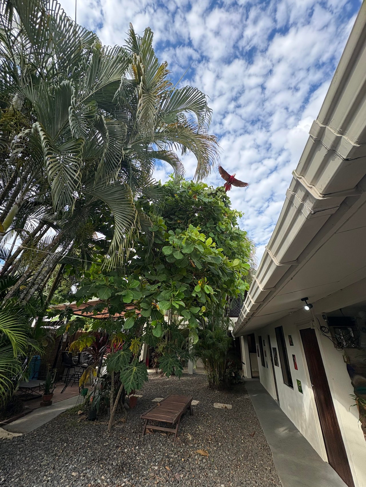 A scarlet macaw at an ideal surf or yoga retreat property in Jaco 