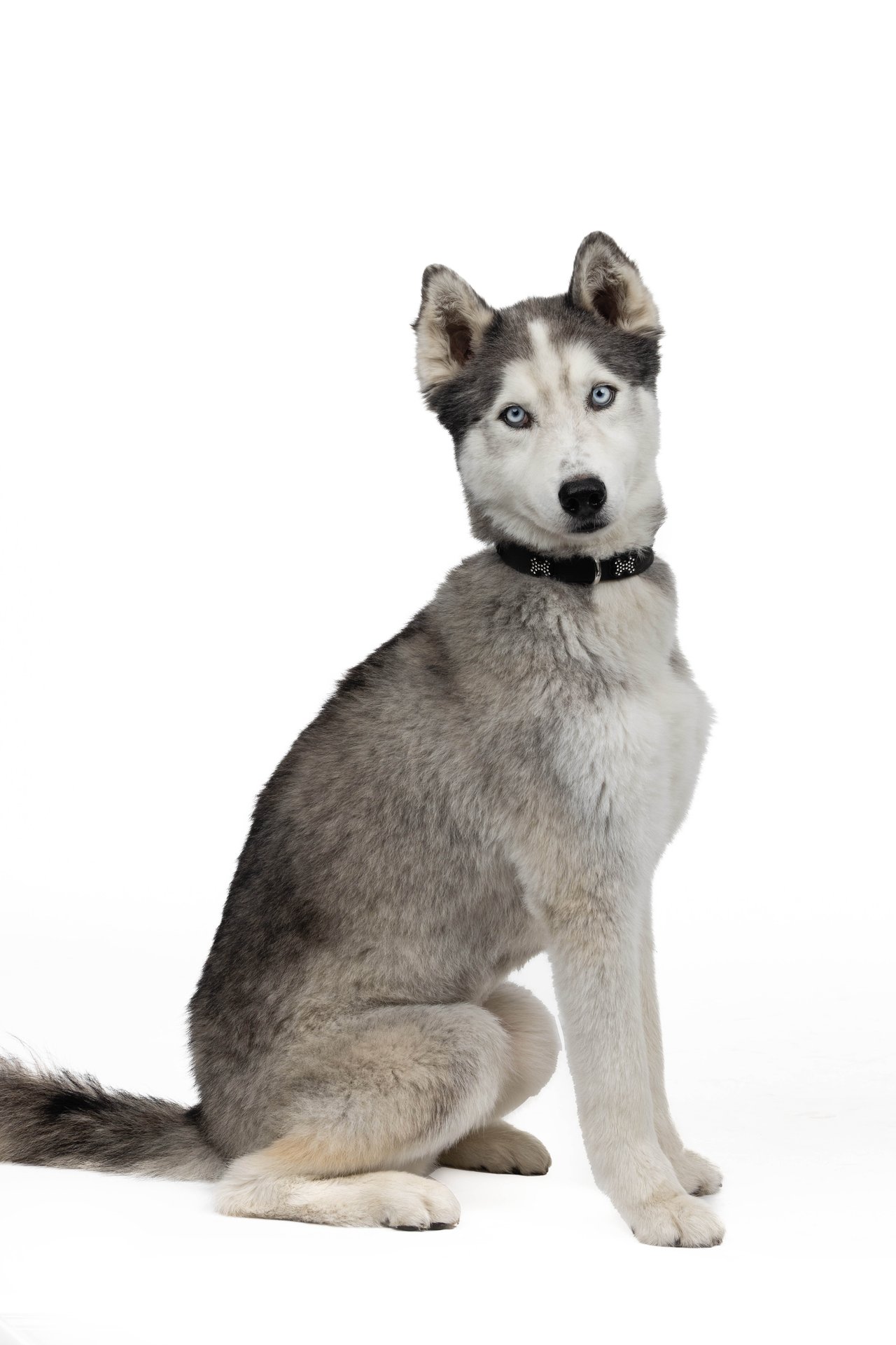 Bleu The Dog