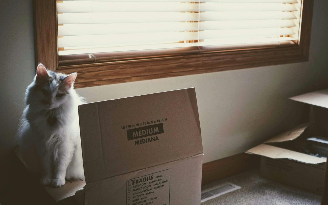 5 Tips for Moving with Pets