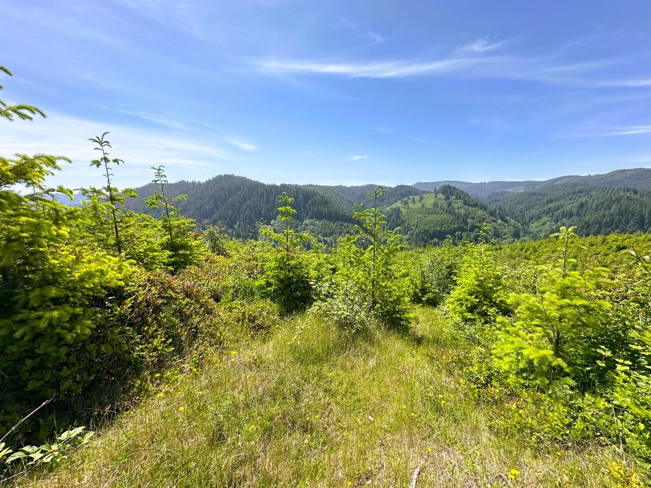 Alsea Estuary Forestland