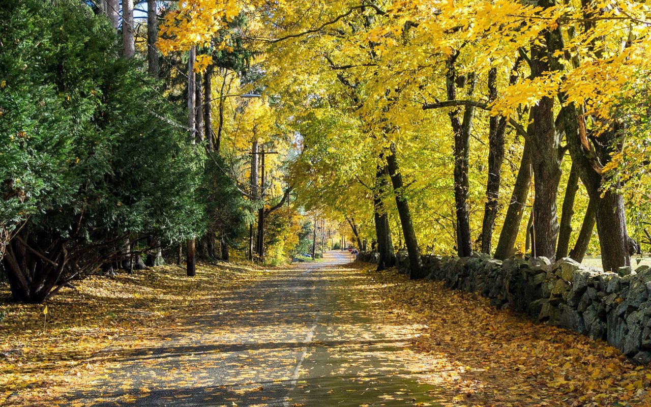 Quiet lane beneath yellow autumn trees, with fallen leaves and a stone wall.