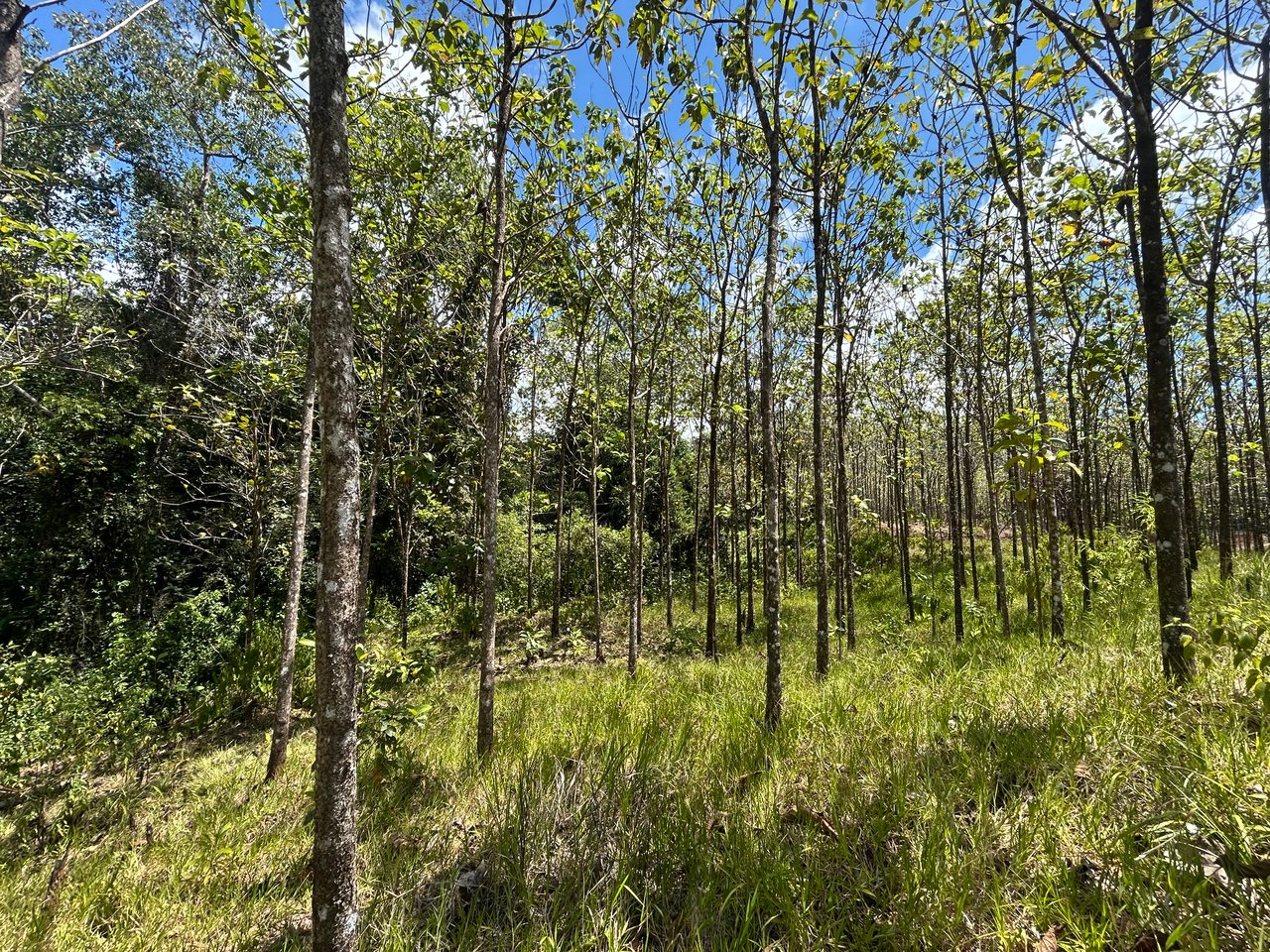 Prime 1.24-Acre Land in Matapalo / San Andrés – Ready to Build