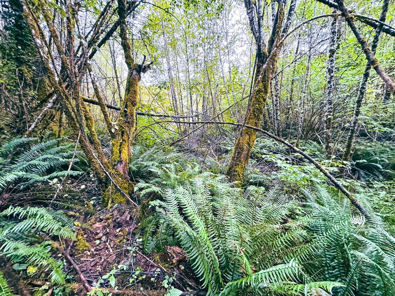 Little Forest