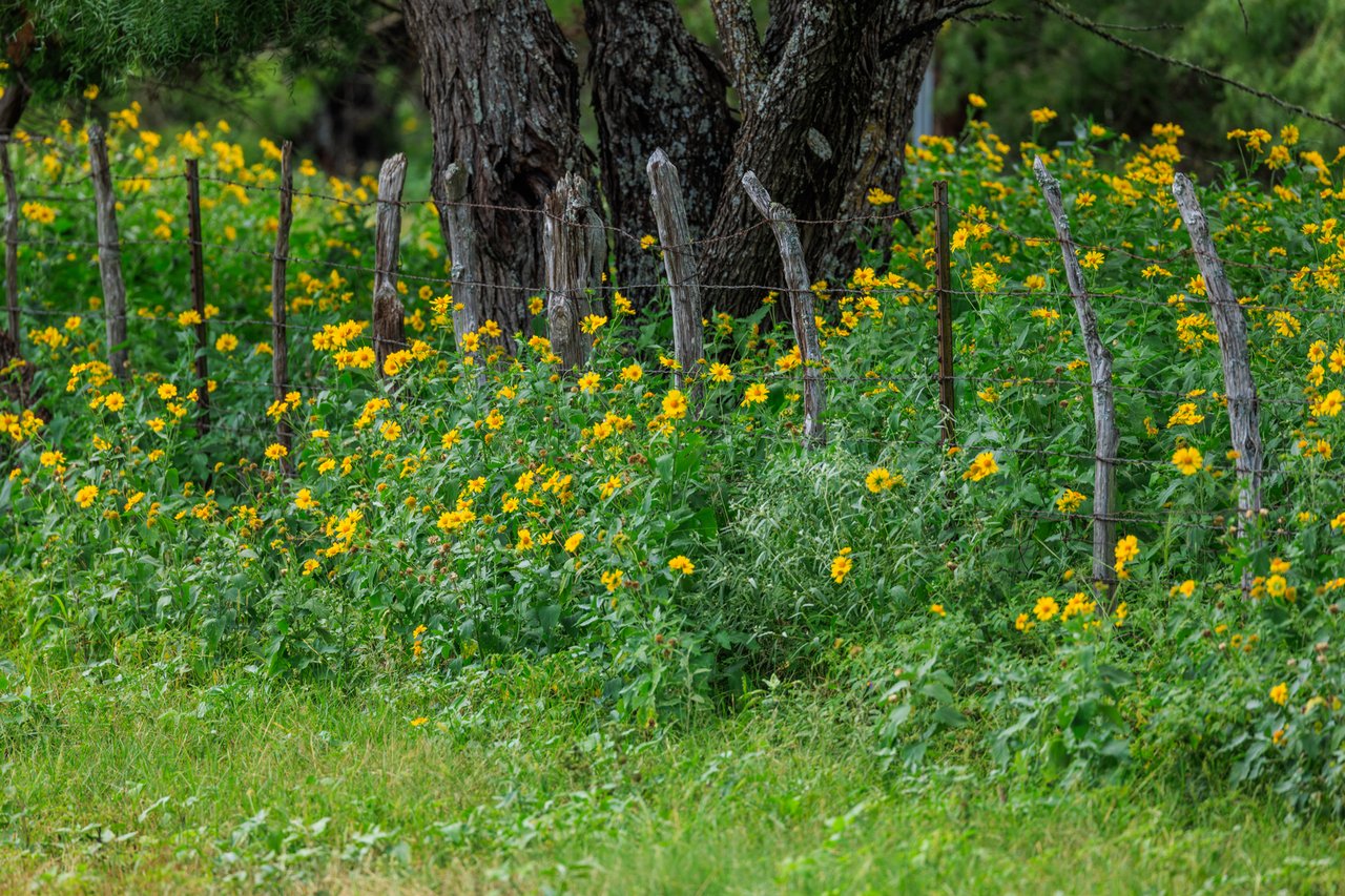 Live Oak Creek Ranch 