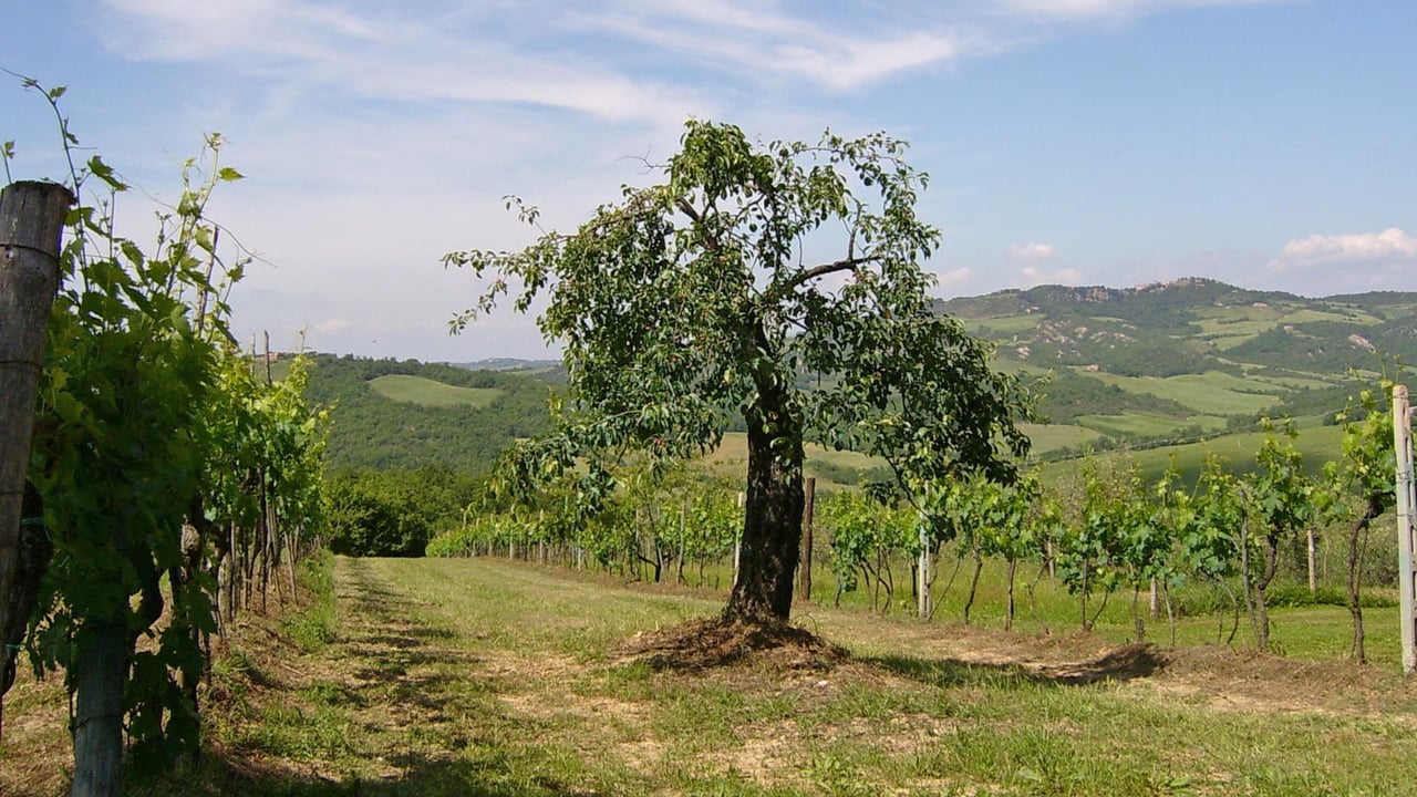 CASALE SAN PIERO