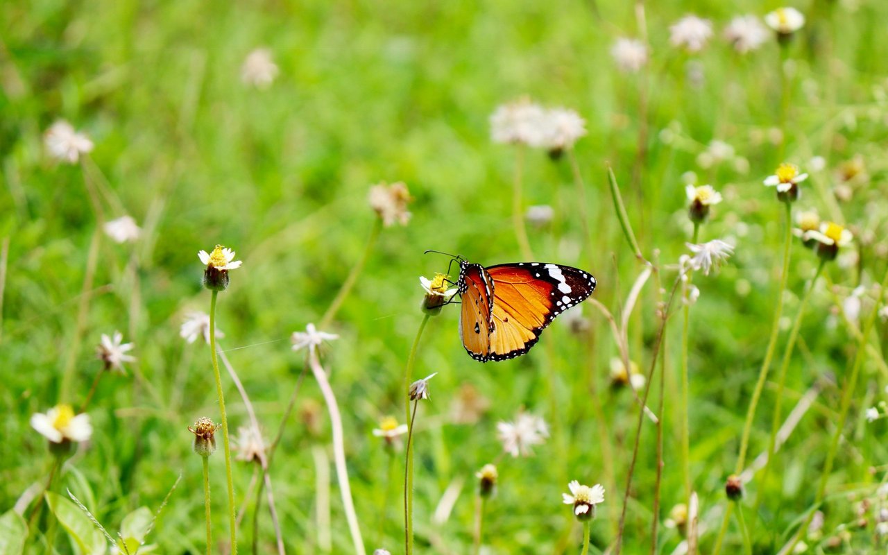Preventing Common Pest Problems: Seasonal Tips to Keep Critters at Bay