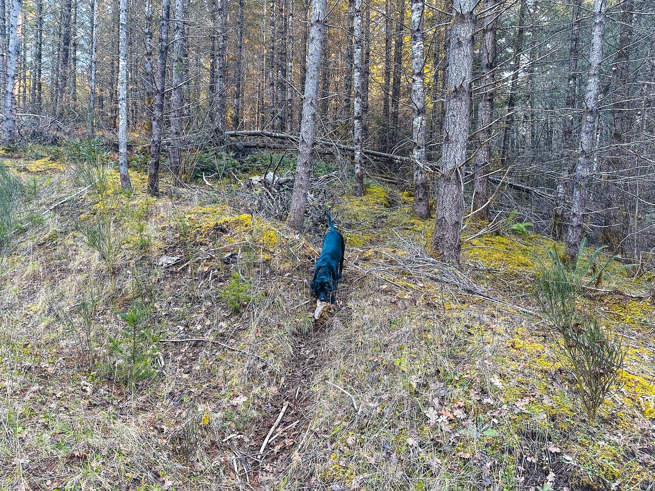 Liberty Forest Auction