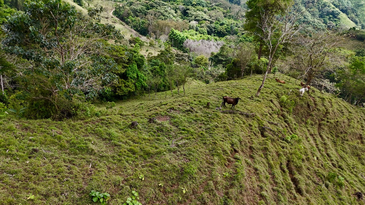 Gorgeous Land in San Luis Morete - Uvita - Over 17 Acres